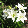 Лилия азиатская Навона Лилия азиатская Навона