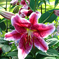 Лилия восточная Старгейзер Лилия восточная Старгейзер