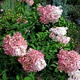Гортензия метельчатая Tickled Pink