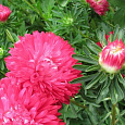 Астра низкорослая Красный ковер