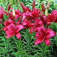 Лилия ОА-гибрид Новембер Рейн Лилия ОА-гибрид Новембер Рейн