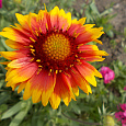 Гайллардия гибридная Бремен