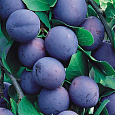 Слива Венгерка Московская