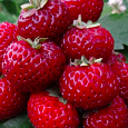 Земляника садовая Мизе Шиндлер