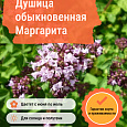 Душица обыкновенная Маргарита