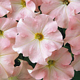 Петуния грандифлора Дримс Эппелблоссом