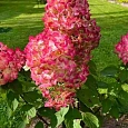 Гортензия метельчатая Diamant Rouge