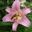 Лилия ОТ-гибрид Бейвотч