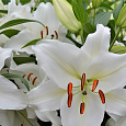Лилия восточная горшечная Шир Блонд
