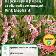 Персикария (Горец) стеблеобъемлющий Pink Elephant