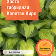 Хоста гибридная Капитан Кирк