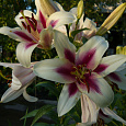 Лилия ОТ-гибрид Алтари
