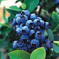 Голубика высокорослая Блюджей