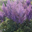 Астильба гибридная Mighty Phill Астильба гибридная Mighty Phill