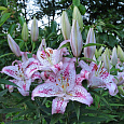 Лилия восточная Солюшн