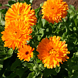 Календула пацифик Абрикосовая красавица