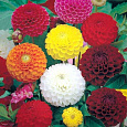 Георгина помпонная Махровый Мяч