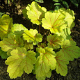 Гейхера гибридная Электра