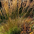 Молиния голубая Moorflamme