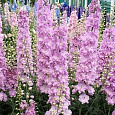 Дельфиниум (живокость) культурный Magic Fountains Deep Rose with White Bee