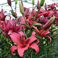 Лилия ОА-гибрид Новембер Рейн Лилия ОА-гибрид Новембер Рейн