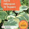 Хоста гибридная Эс Энджел Хоста гибридная Эс Энджел