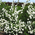 Жасмин садовый Шниструм