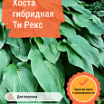 Хоста гибридная Ти Рекс Хоста гибридная Ти Рекс