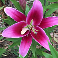 Лилия ОТ-гибрид Далиан Лилия ОТ-гибрид Далиан