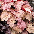 Гейхера гибридная Виена
