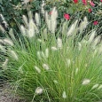 Пеннисетум лисохвостый