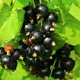 Смородина черная Деликатес Смородина черная Деликатес