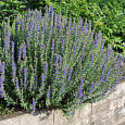 Иссоп лекарственный Керулеус
