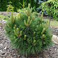 Сосна обыкновенная Tabuliformis