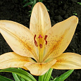 Лилия ла-гибрид Боллрум