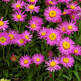 Астра Альпийская Pinkie