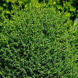 Можжевельник Hibernica Variegata Можжевельник Hibernica Variegata