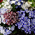 Цинерария кровавая Высокорослая смесь