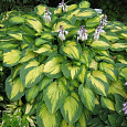 Хоста Зибольда Колор Глори Хоста Зибольда Колор Глори