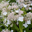 Гортензия метельчатая Прим Вайт