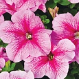 Петуния грандифлора Игл Пинк Вейн
