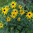 Рудбекия блестящая