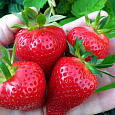 Земляника садовая Дали