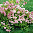 Гортензия метельчатая Конфетти