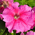 Петуния грандифлора Лимбо Джи Пи	Роуз Вейнед