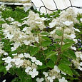 Гортензия метельчатая Прим Вайт