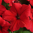 Петуния грандифлора Суперкаскад Ред