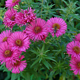 Астра кустарниковая Дженни