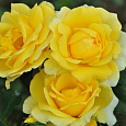Роза флорибунда Голд Банни