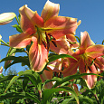 Лилия ОТ-гибрид Ред Хот Лилия ОТ-гибрид Ред Хот